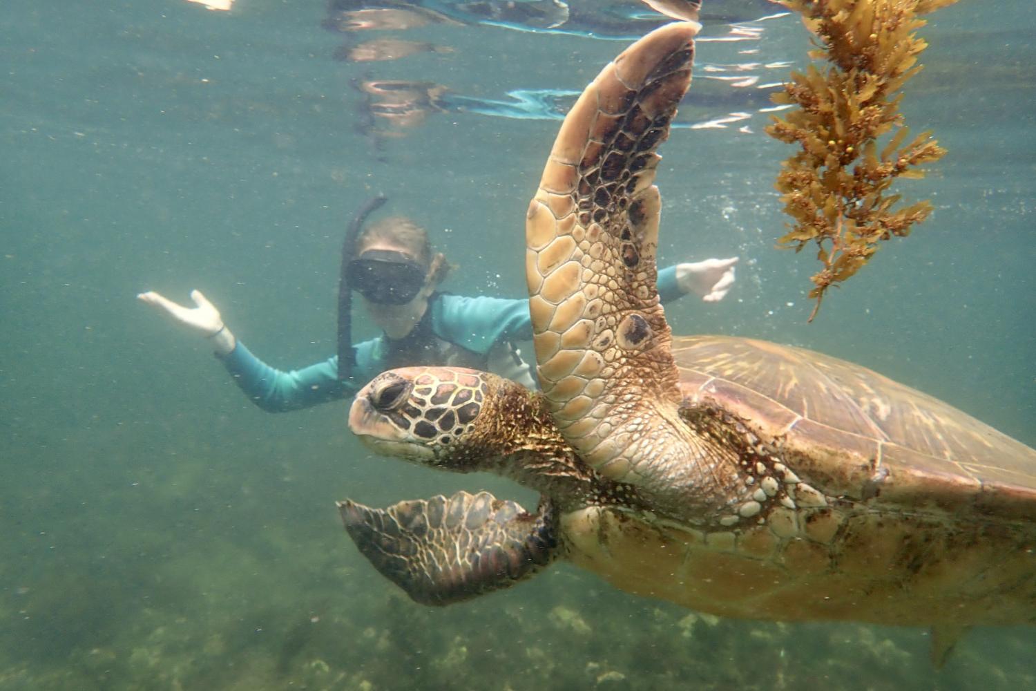 一名<a href='http://qxuu.ngskmc-eis.net'>bv伟德ios下载</a>学生在Galápagos群岛游学途中与一只巨龟游泳.